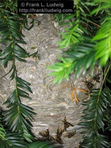 Wasps' Nest